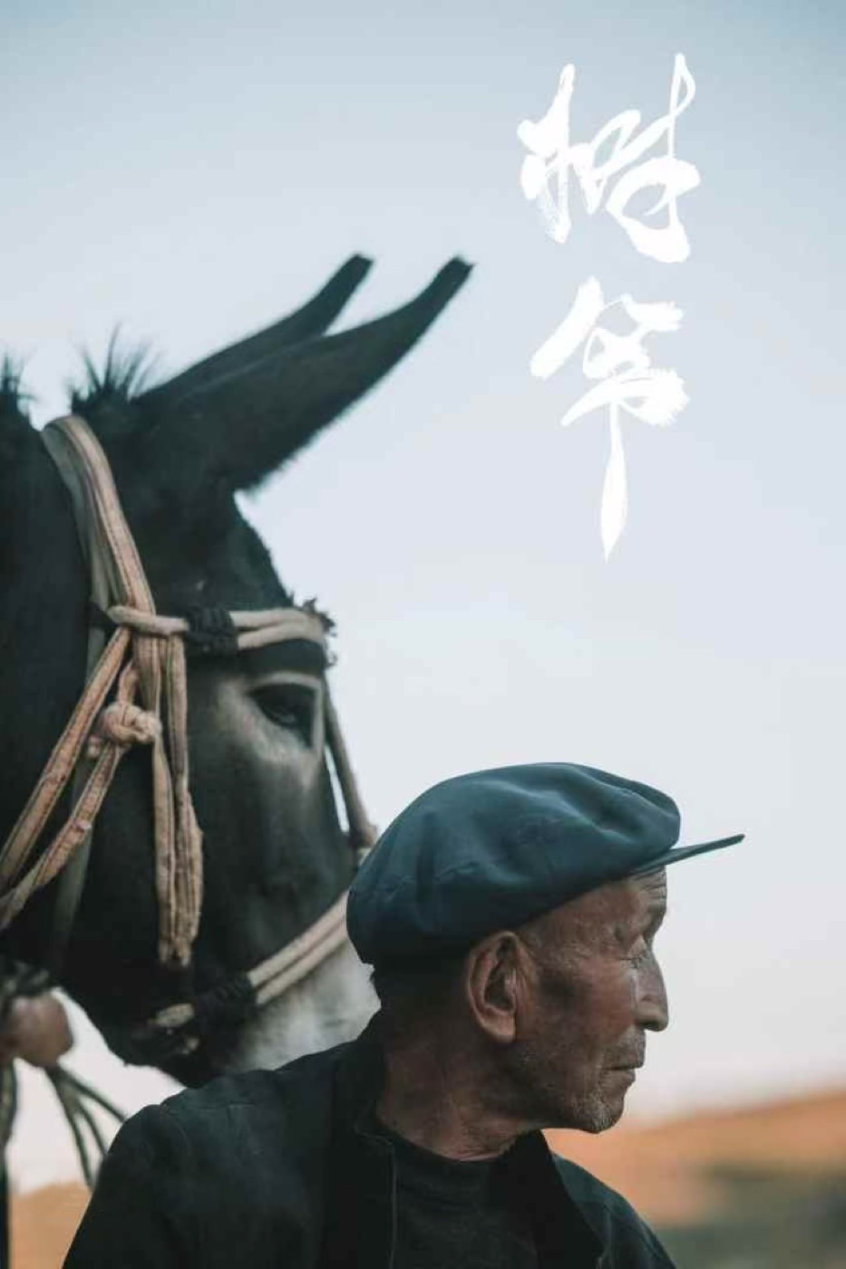 《树爷》